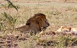 TANZANIA - Serengeti National Park - Leoni Lions - 05